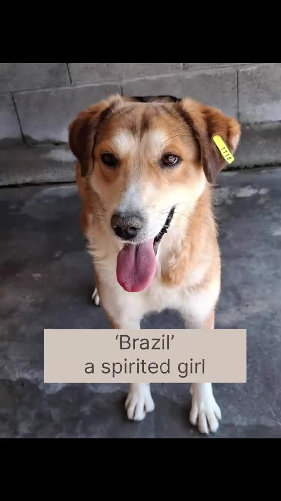 Mixed Breed dogs for adoption: Brazil, 5-6 yrs old. Available for adoption. in Brixham - Video 1