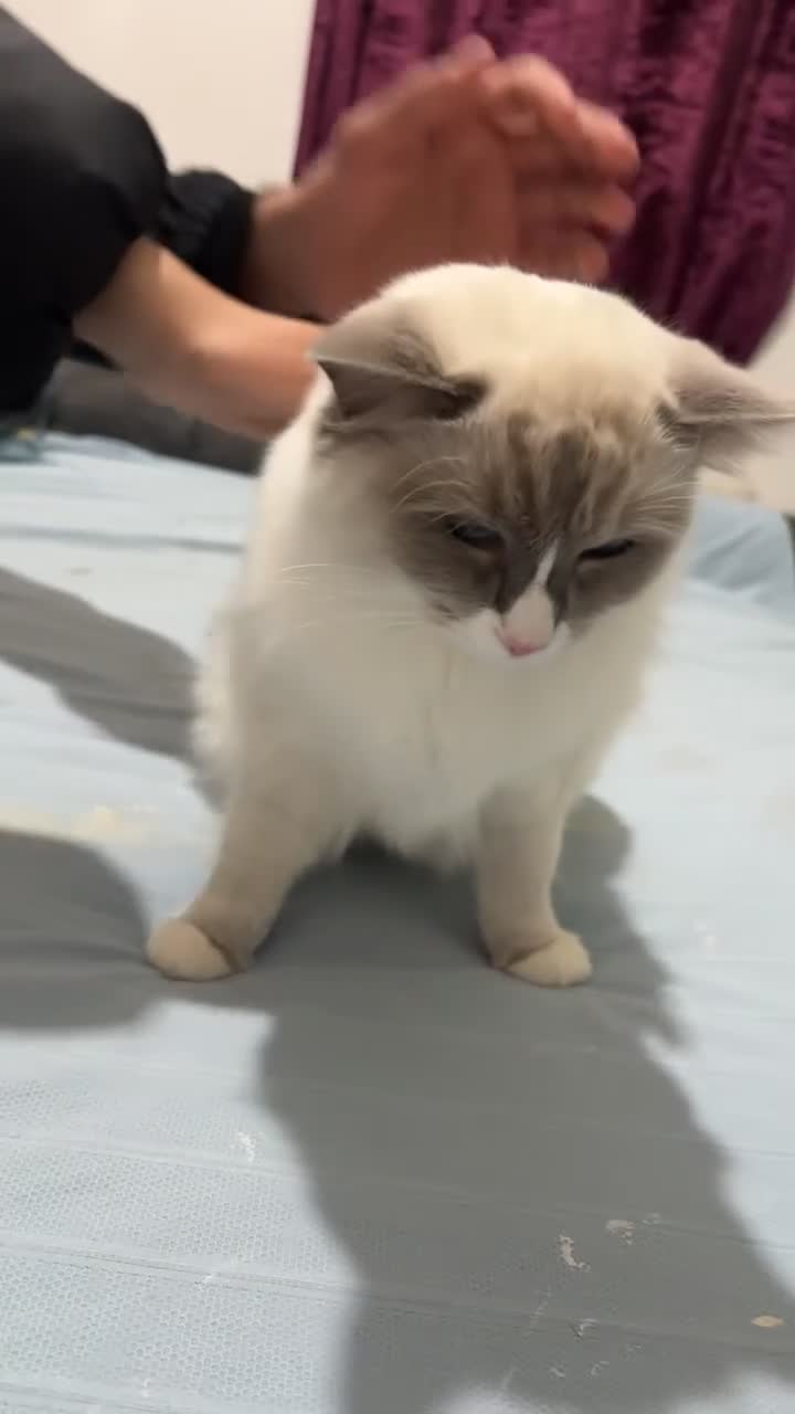 Ragdoll cats for sale: FREE 2 Ragdoll kittens - Video 2