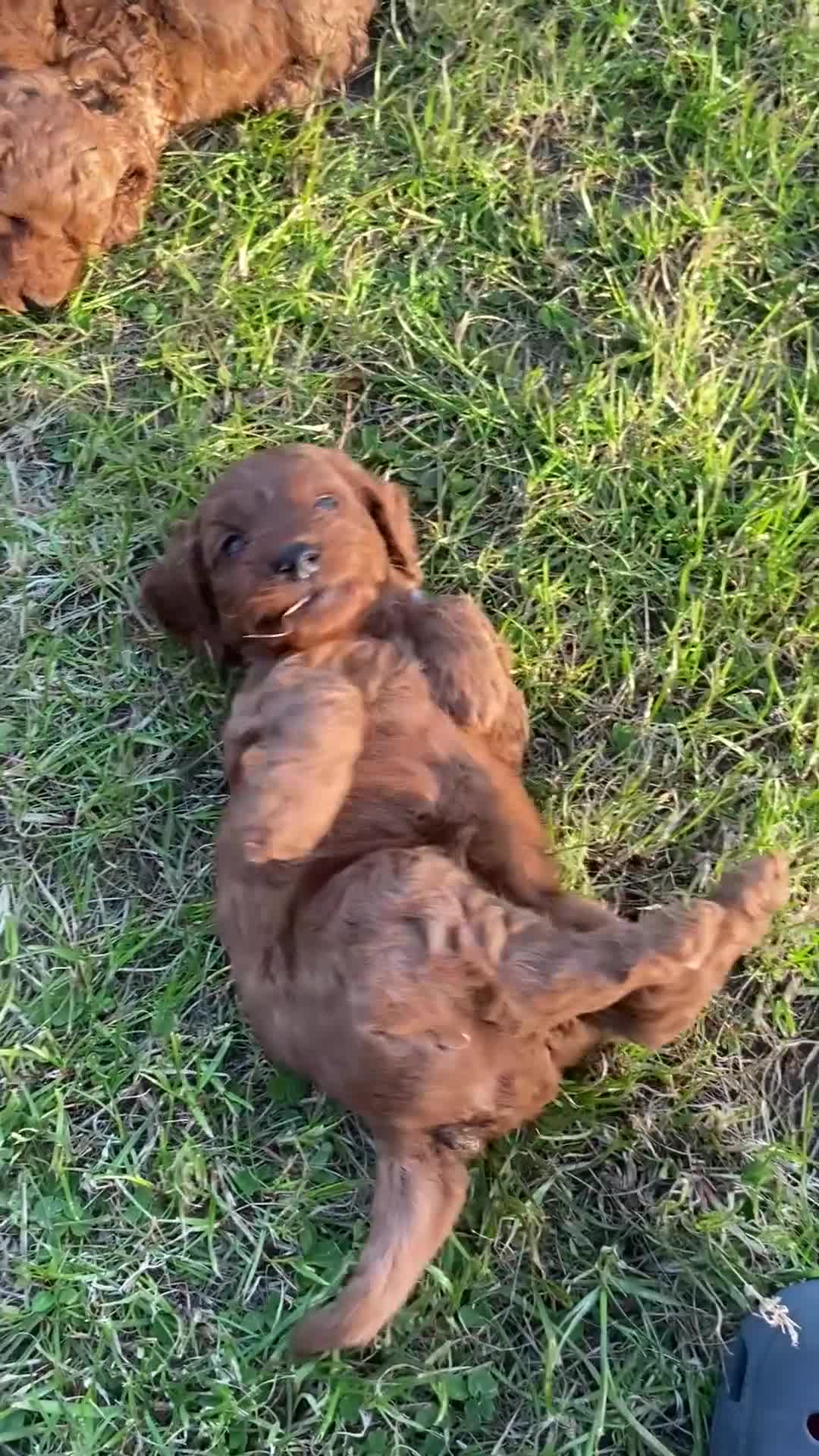 Cockapoo dogs for sale: Fox Red Cockapoo Puppies - Video 3