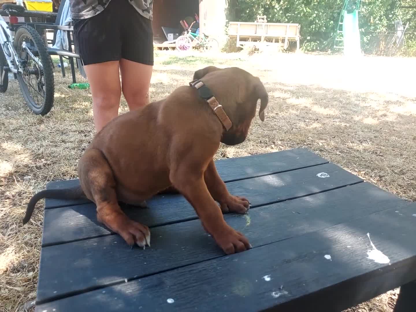 Rhodesian Ridgeback dogs for sale: Kc reg.health tested Rr puppies in Rugby - Video 1