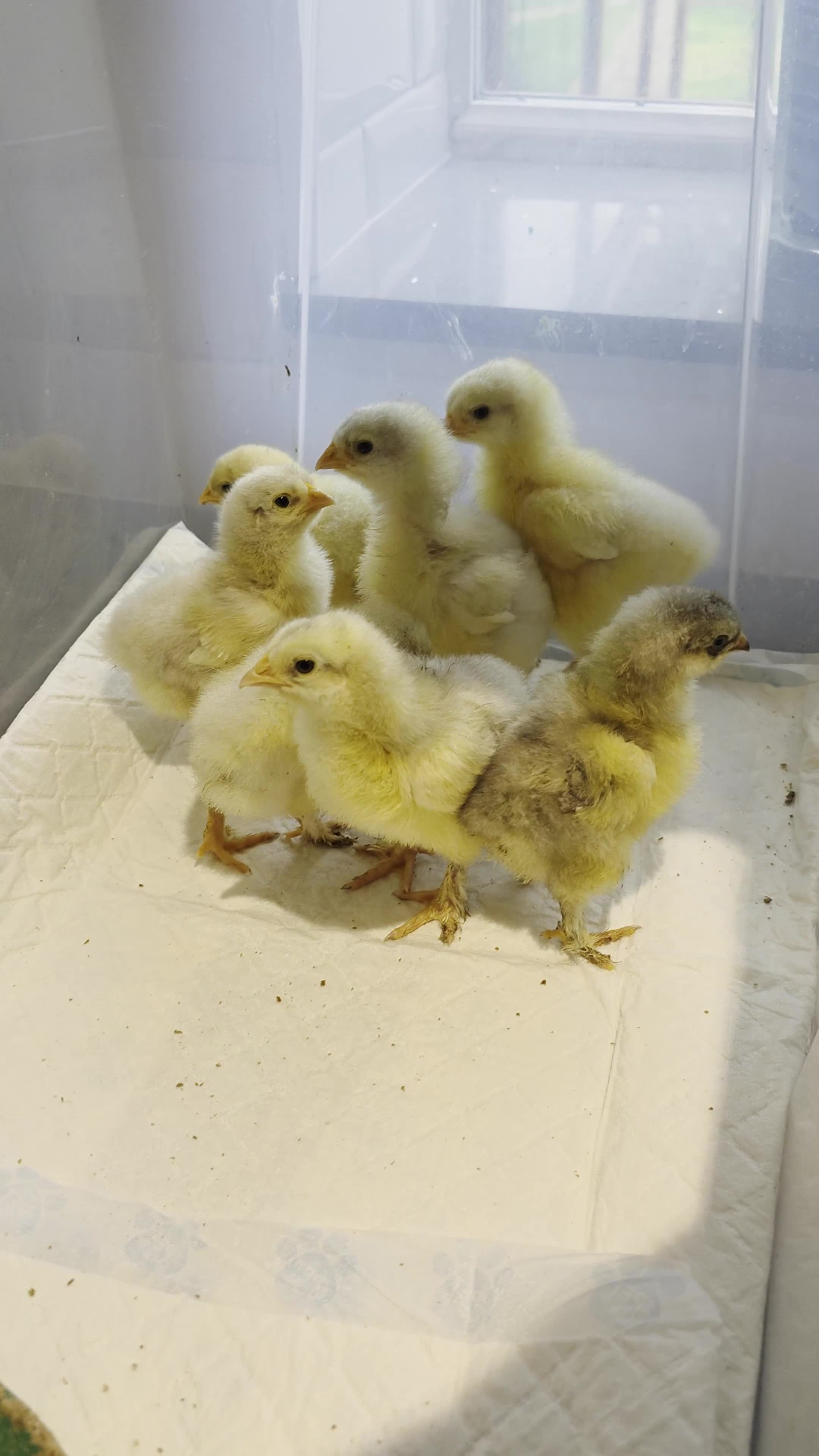 Chickens poultry for sale: 7 x LF white cochin chicks - Video 1