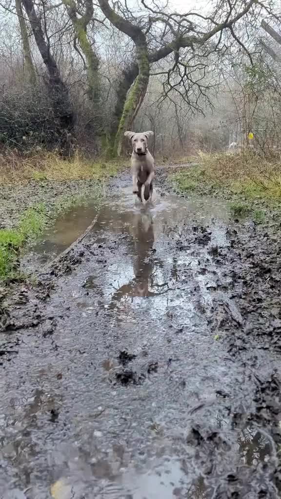 Weimaraner dogs for stud: KC Registered Weimaraner Available for Stud - Video 3