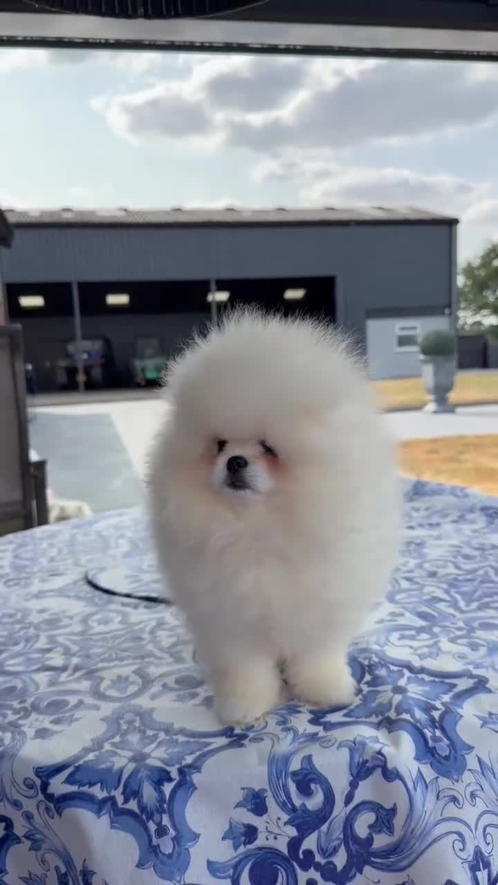Pomeranian dogs for sale: SHOW QUALITY KOREAN WHITE POMERANIAN PUPPIES  - Video 1