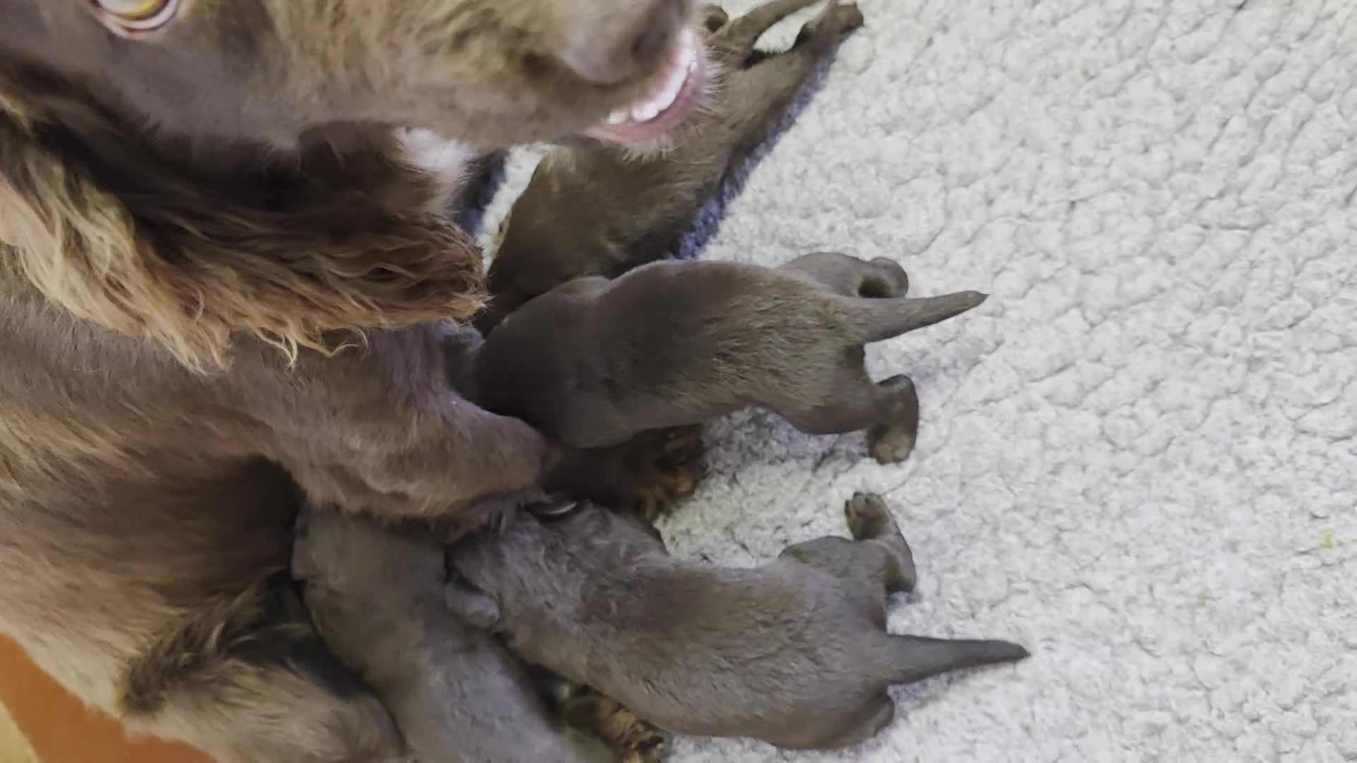 Cockerdor dogs for sale: Gorgeous Cockerdor Puppies  - Video 2