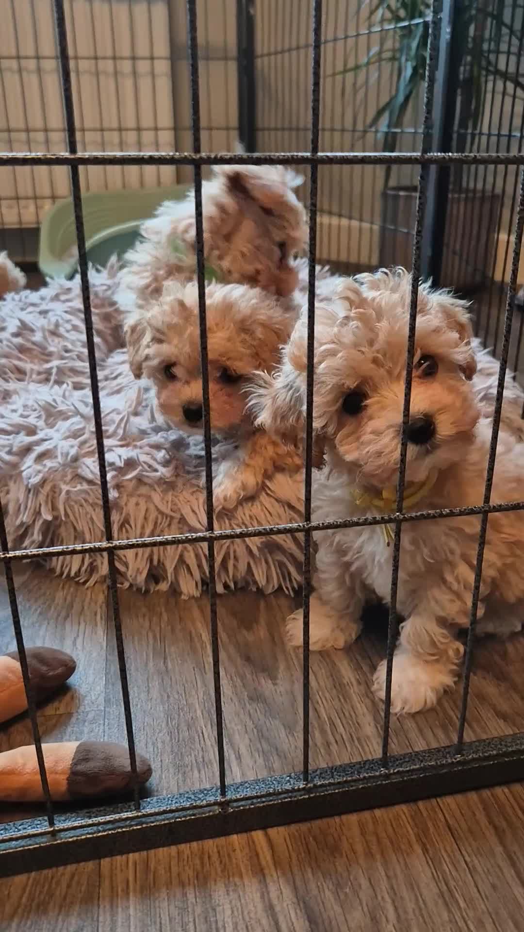 Maltipoo dogs for sale: F1 Maltipoo puppies 🐶 Just 2 girls remaining  - Video 4