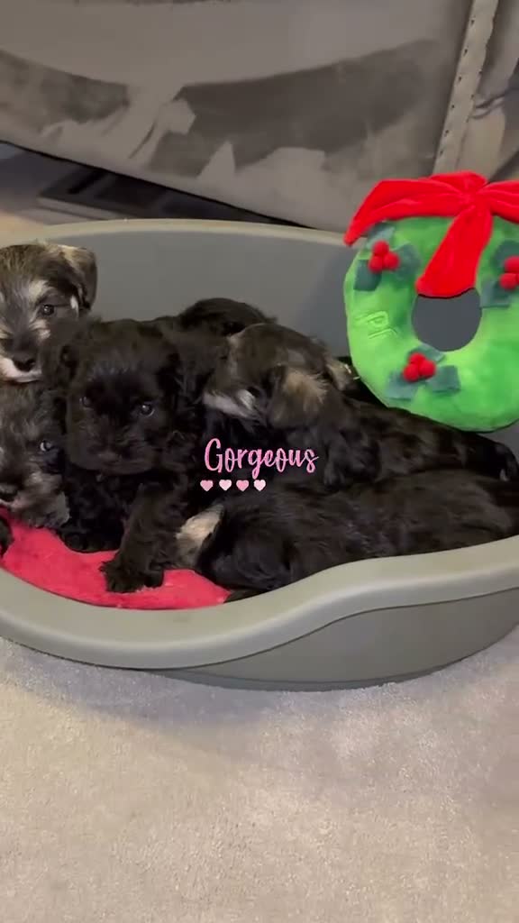 Miniature Schnauzer dogs for sale: Miniature schnauzers in Newark - Video 1
