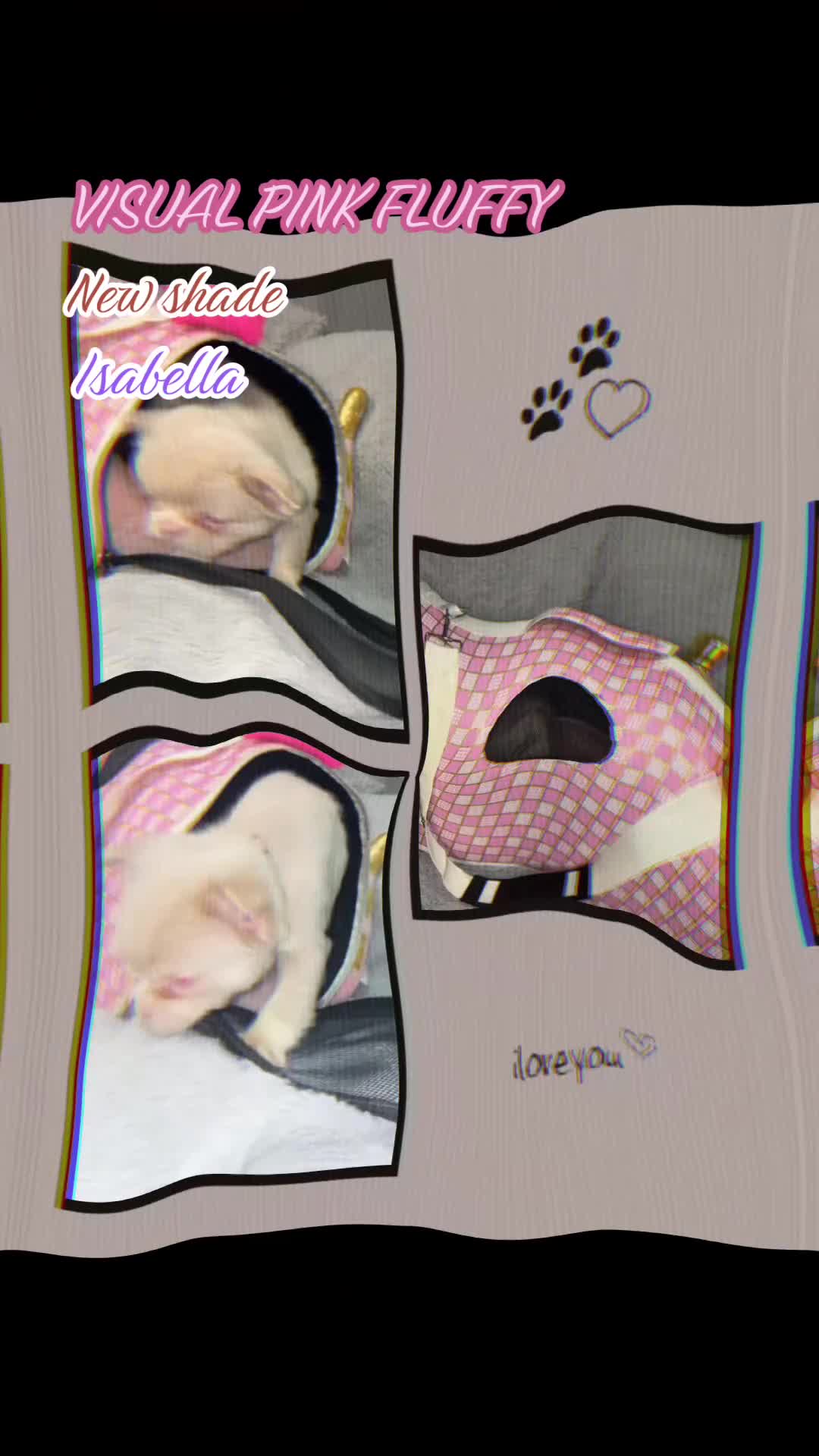 French Bulldog dogs for sale: Fluffy French Bulldogs Visual pink to make you 😉  - Video 3