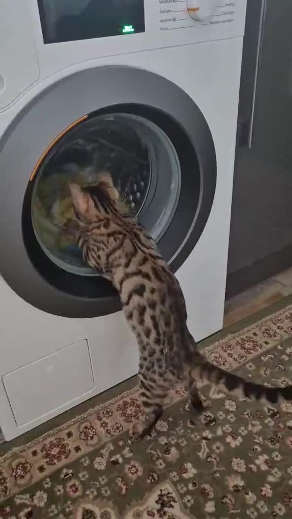 Bengal cats for sale: 1 Gorgeous Bengal SALE!!! in Swindon - Video 1