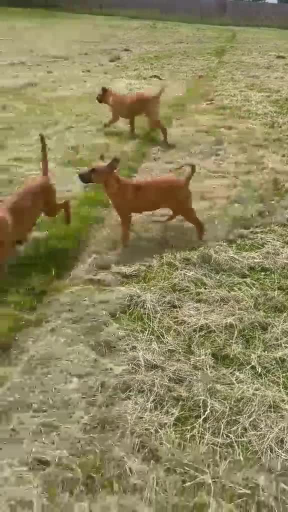 Mixed Breed dogs for sale: Adorable Bullmastiff x Malinois puppies!  in Kettering - Video 2