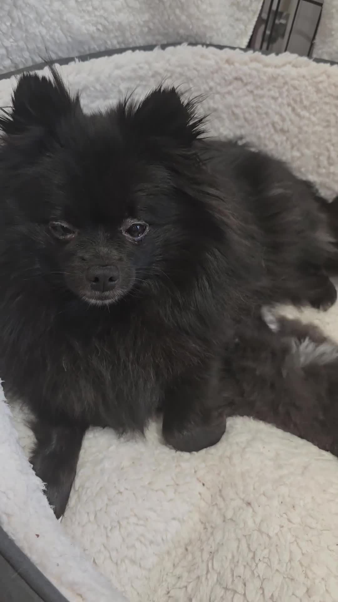 Pomeranian dogs for sale: Pomeranian puppy - Video 2