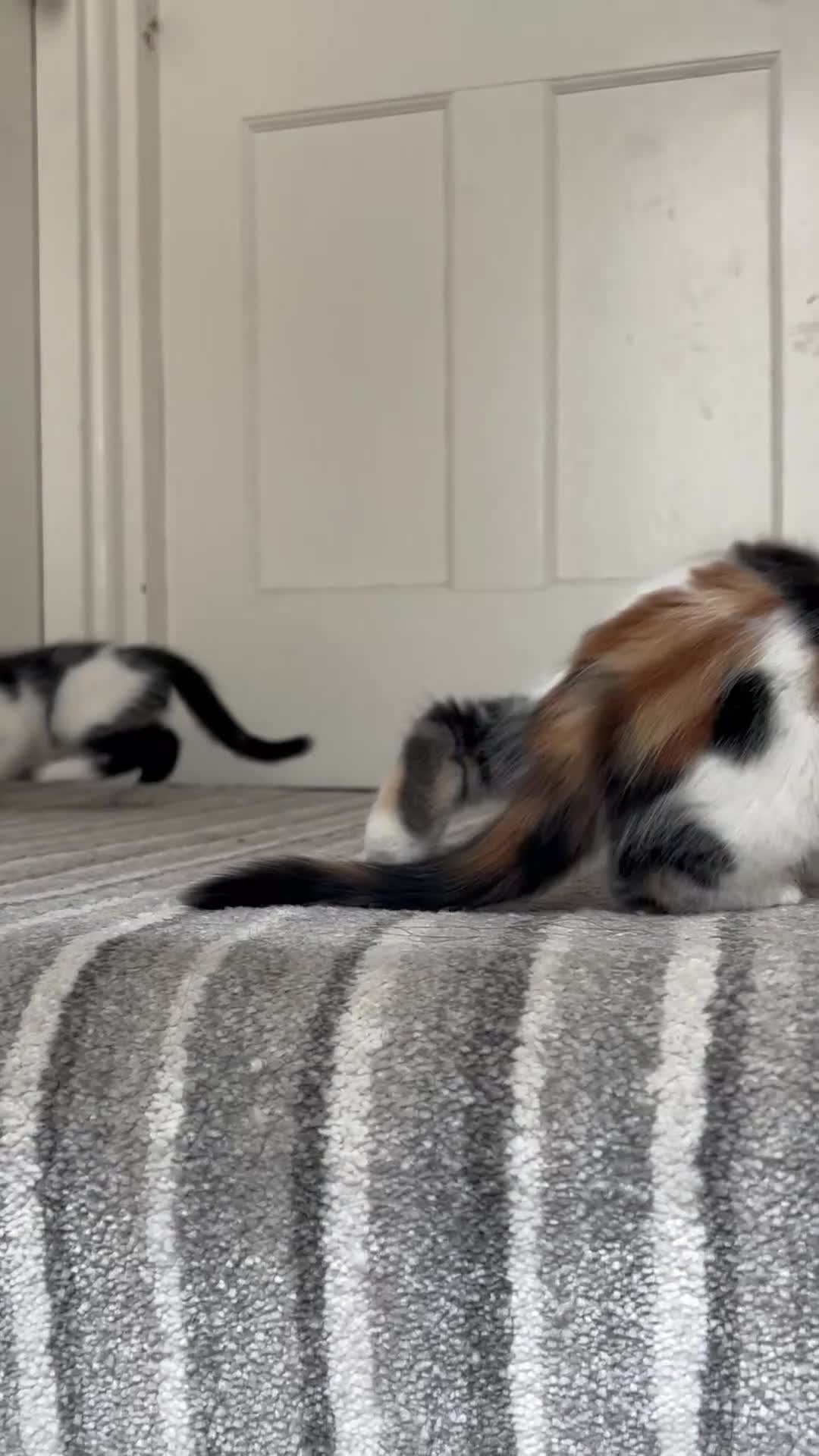 Mixed Breed cats for sale: Three sweet fluffy kittens - Video 2