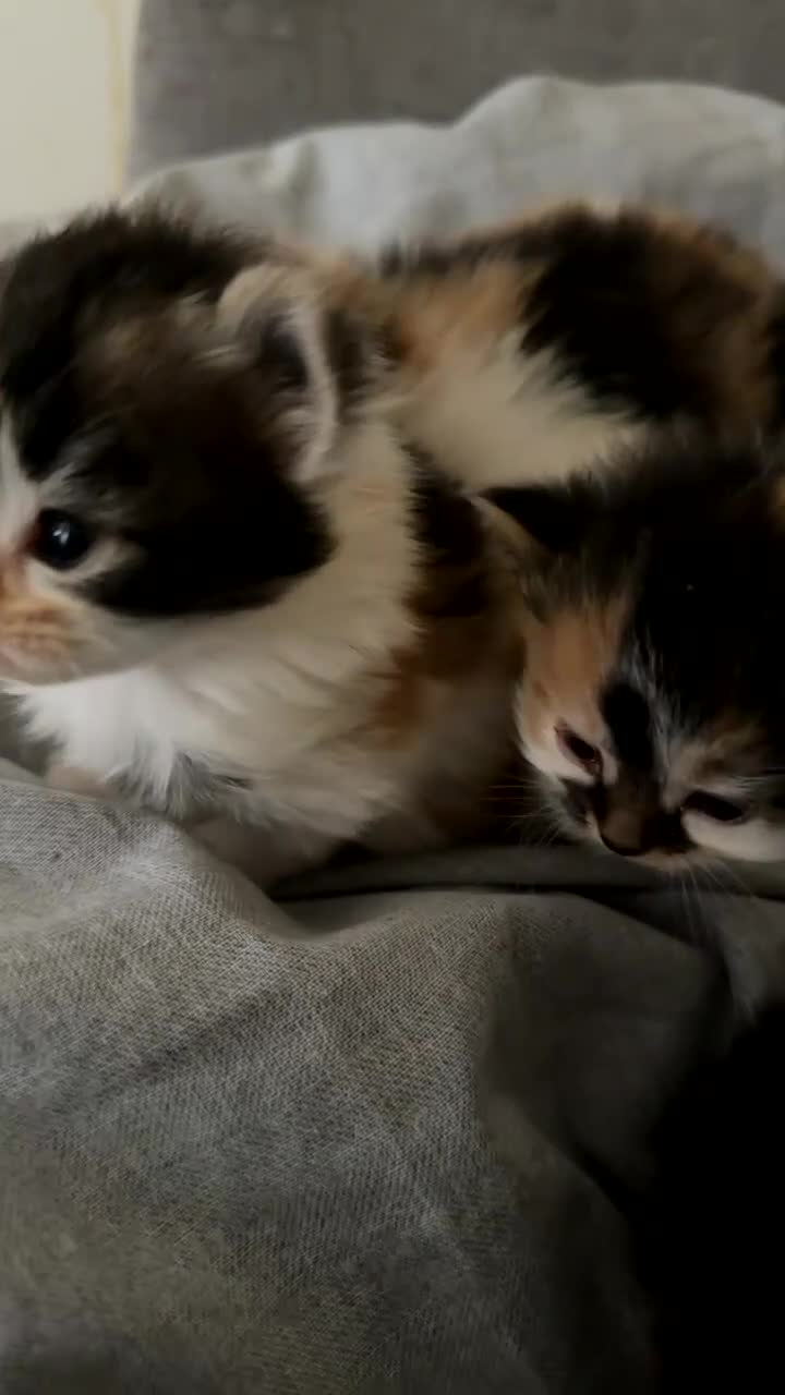British Longhair cats for sale: 🐾 Tiny Calico Cuties Ready to Steal Your Heart!🐾 - Video 2