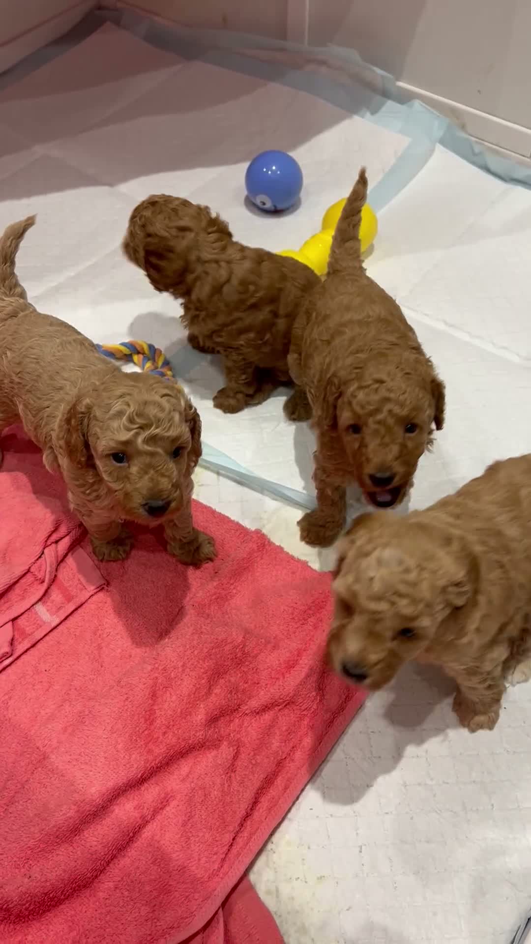 Miniature Poodle dogs for sale: Beautiful Miniature Poodles - Video 1