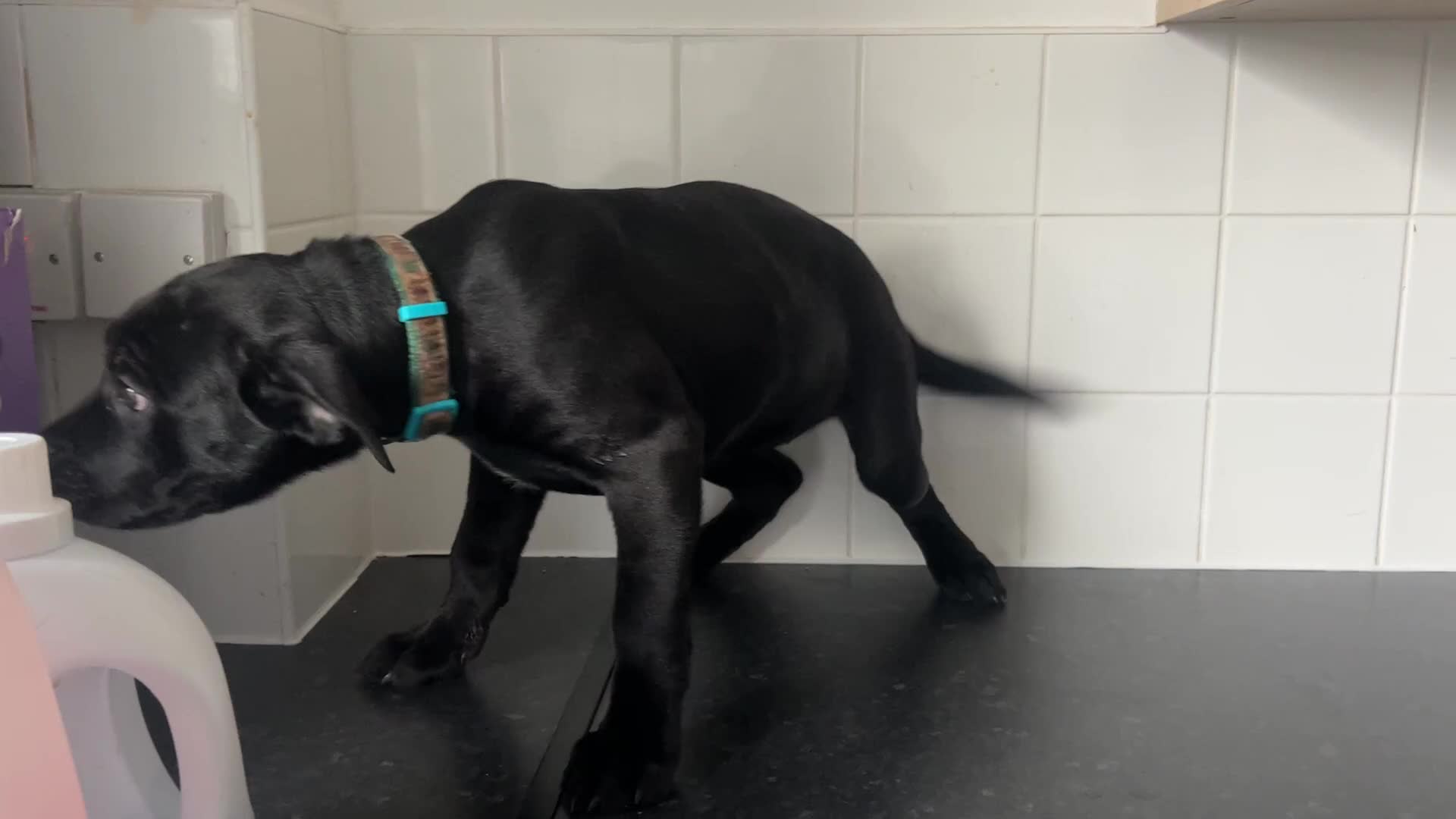 Cane Corso dogs for sale: Cane corso puppies  - Video 1