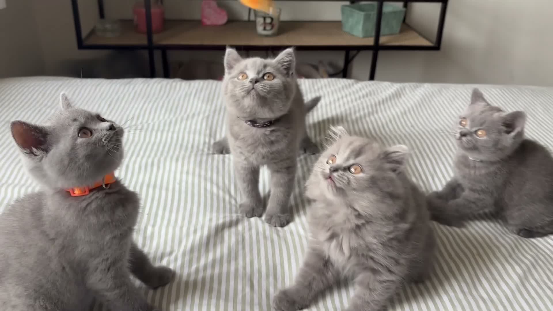 British Shorthair cats for sale: *All sold* 2027 waitlist is open x  - Video 1