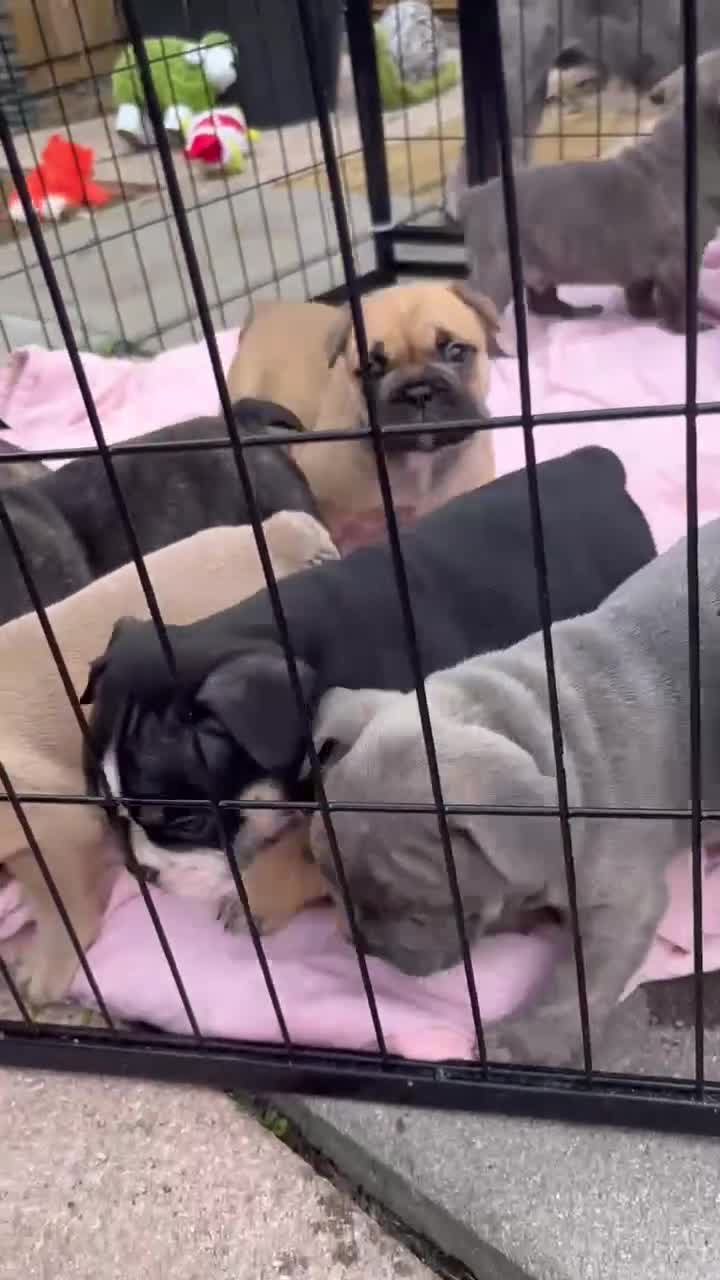 Mixed Breed dogs for sale: FRENGLISH BULLDOG PUPPIES - Video 2