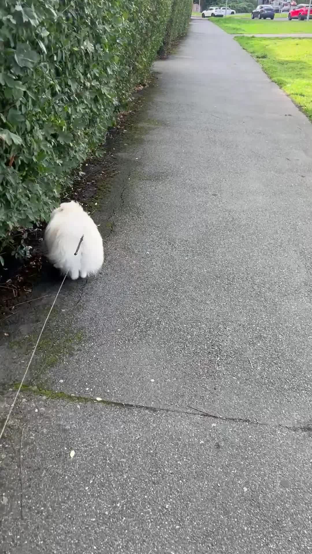 Pomeranian dogs for sale: Pomeranian  - Video 2