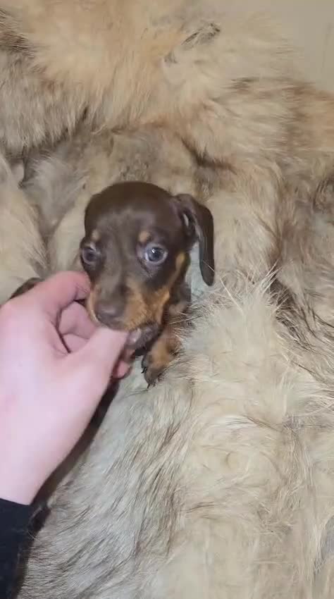 Miniature Dachshund dogs for sale: KC Miniature Dachshunds 2 Girls Left in Egham - Video 4