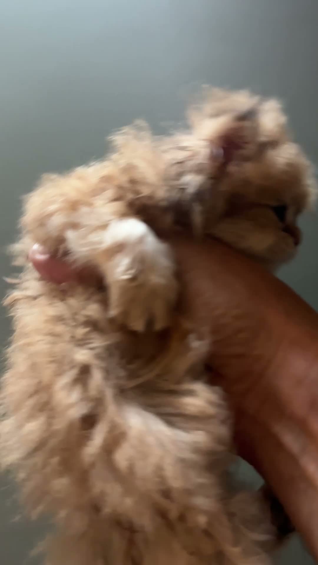 British Shorthair cats for sale: Vlastar Lux BSHs & BLHs Black Golden Chinchilla's - Video 4