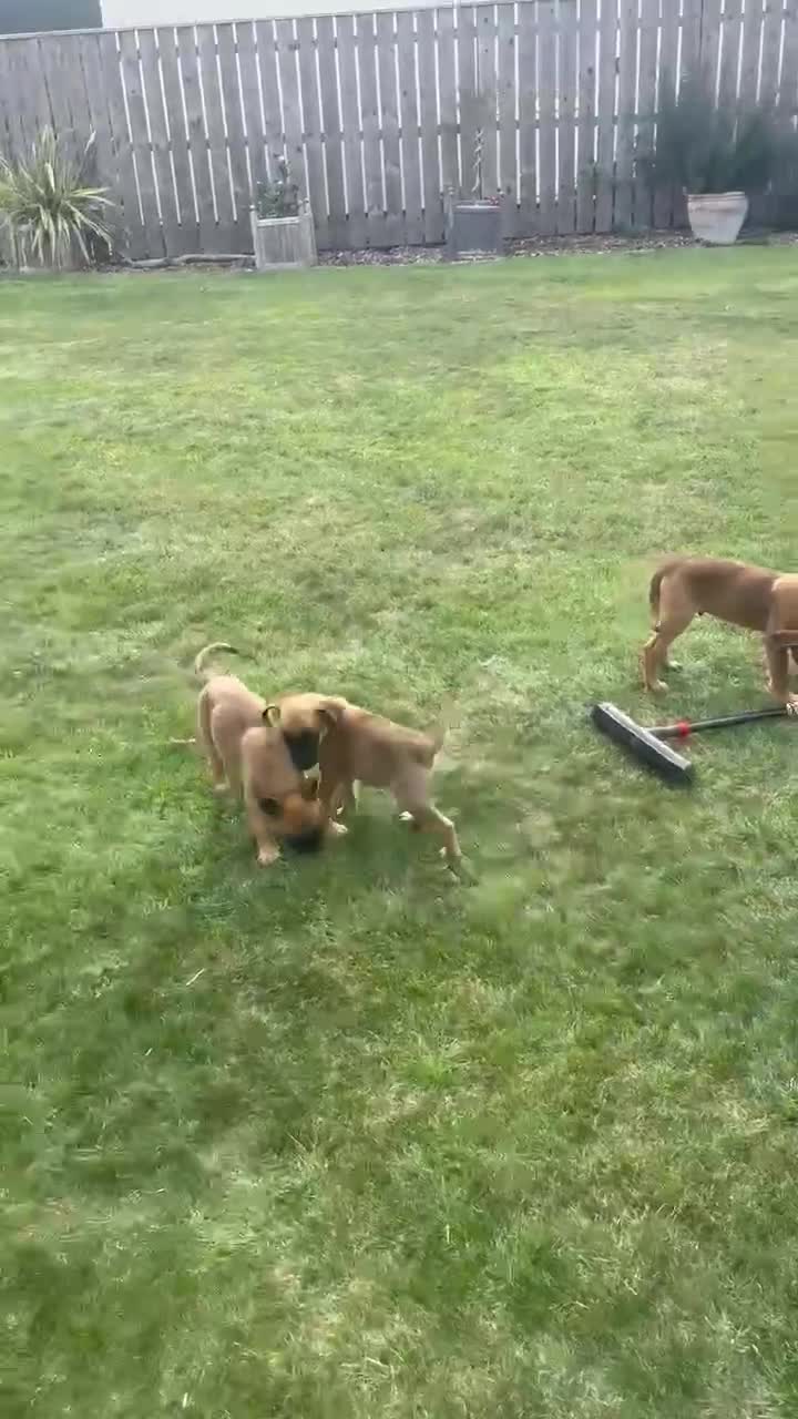 Belgian Shepherd Dog dogs for sale: KC registered Belgian Malinois Puppies - Video 3