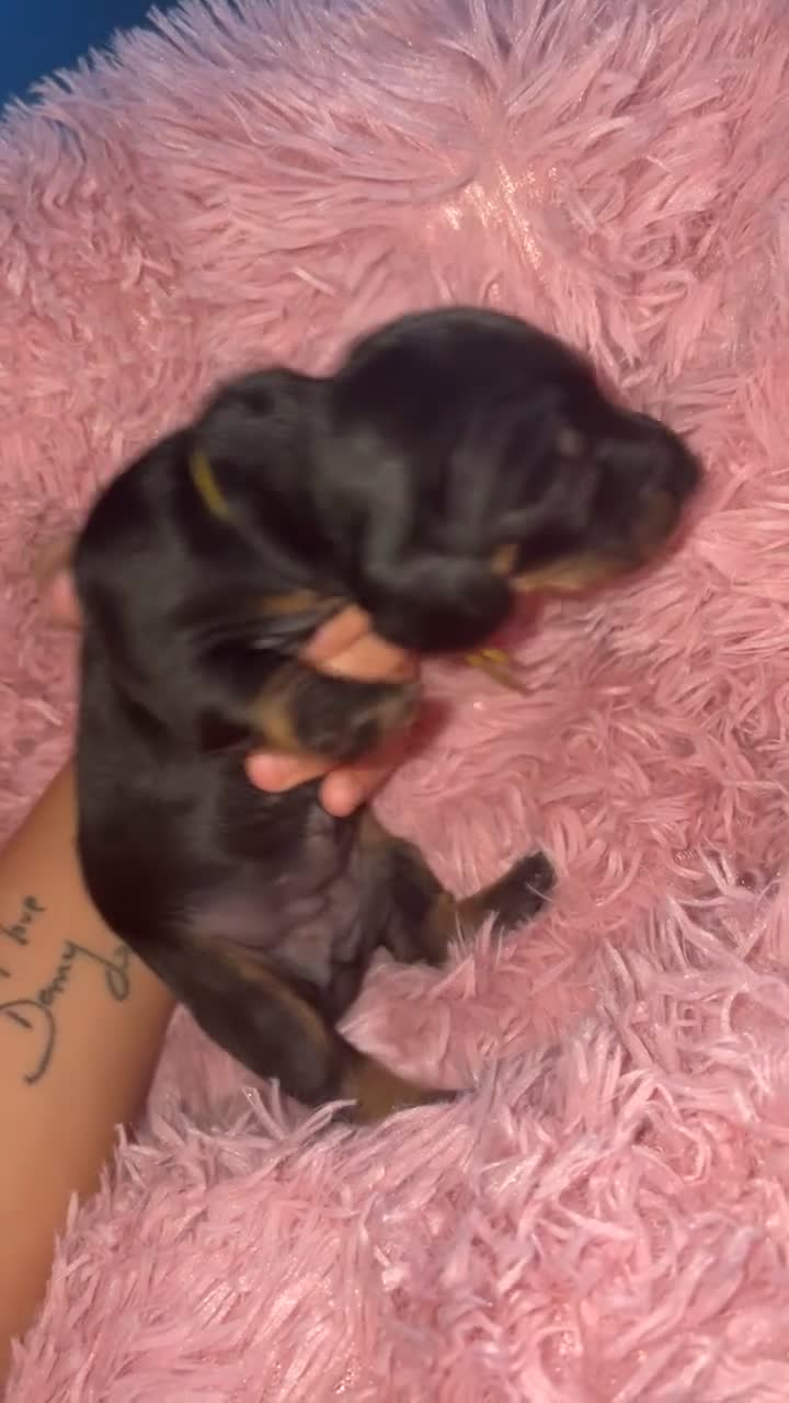 Dachshund dogs for sale: Dachshund puppies - Video 1