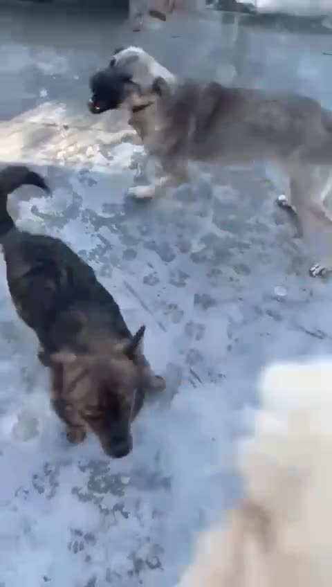 Mixed Breed dogs for adoption: Ivar, 1 yr approx. Available for adoption. - Video 2