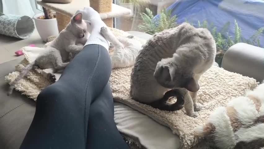 Devon Rex cats for sale: Devon Rex💕Blue Point Lynx Girl🩷 - Video 2