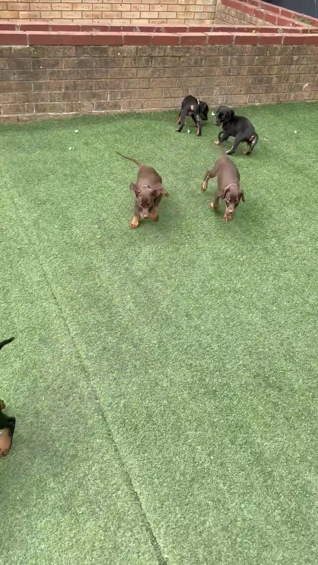 Dobermann dogs for sale: ⭐ READY NOW ⭐ 1 LEFT!! Doberman Puppies for sale  - Video 1