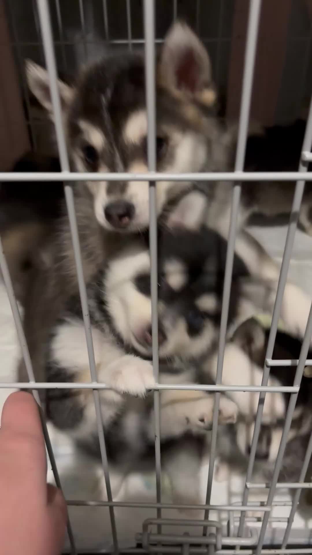 Pomsky dogs for sale: F4 tiny pomsky pups REDUCED need homes now - Video 2