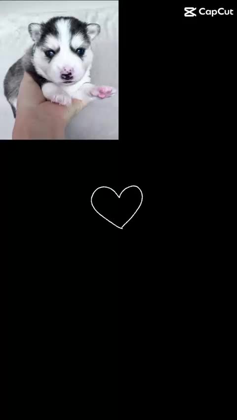 Pomsky dogs for sale: Stunning F3 pomsky puppys  - Video 2