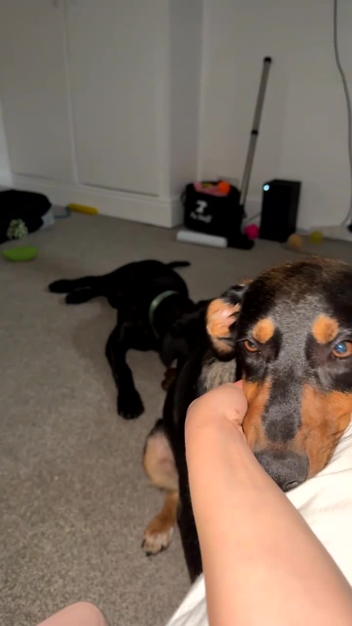 Mixed Breed dogs for sale: 6 month old visla x looking for her forever home - Video 1