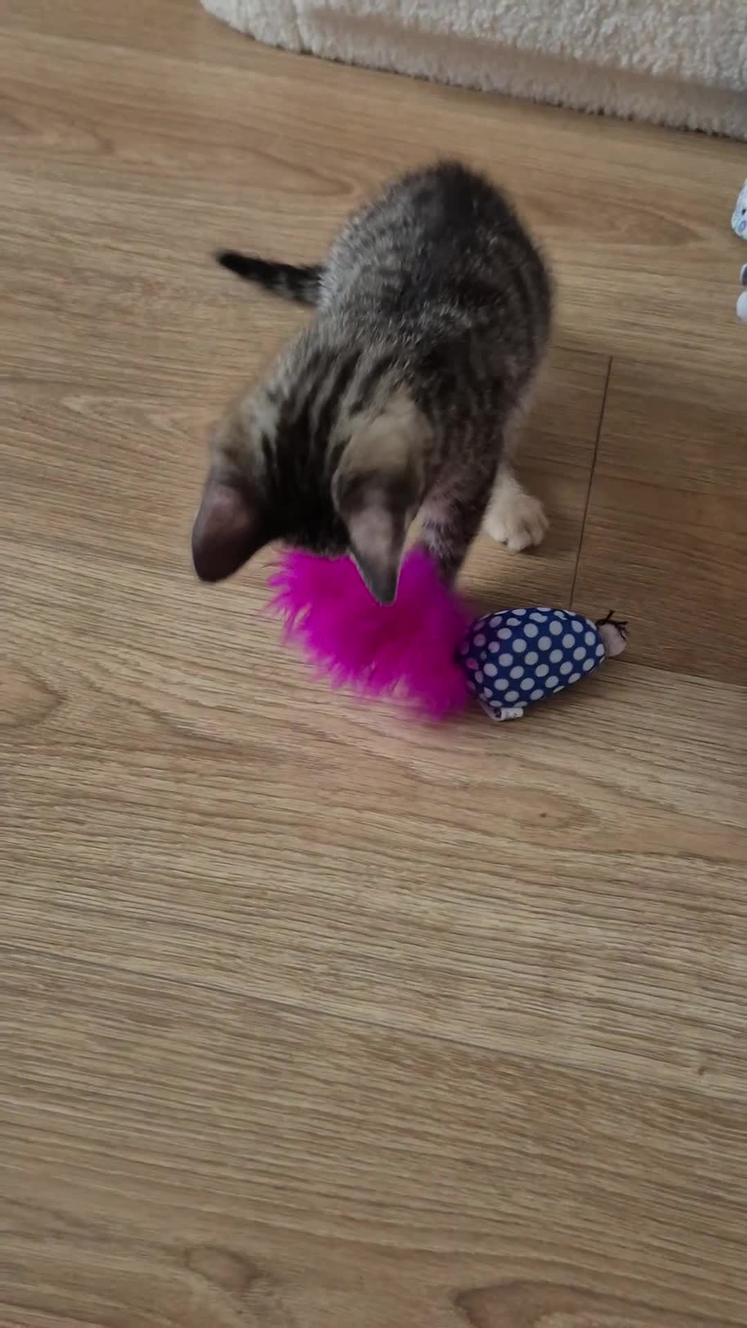 Bengal cats for sale: Begal kitten - Video 1