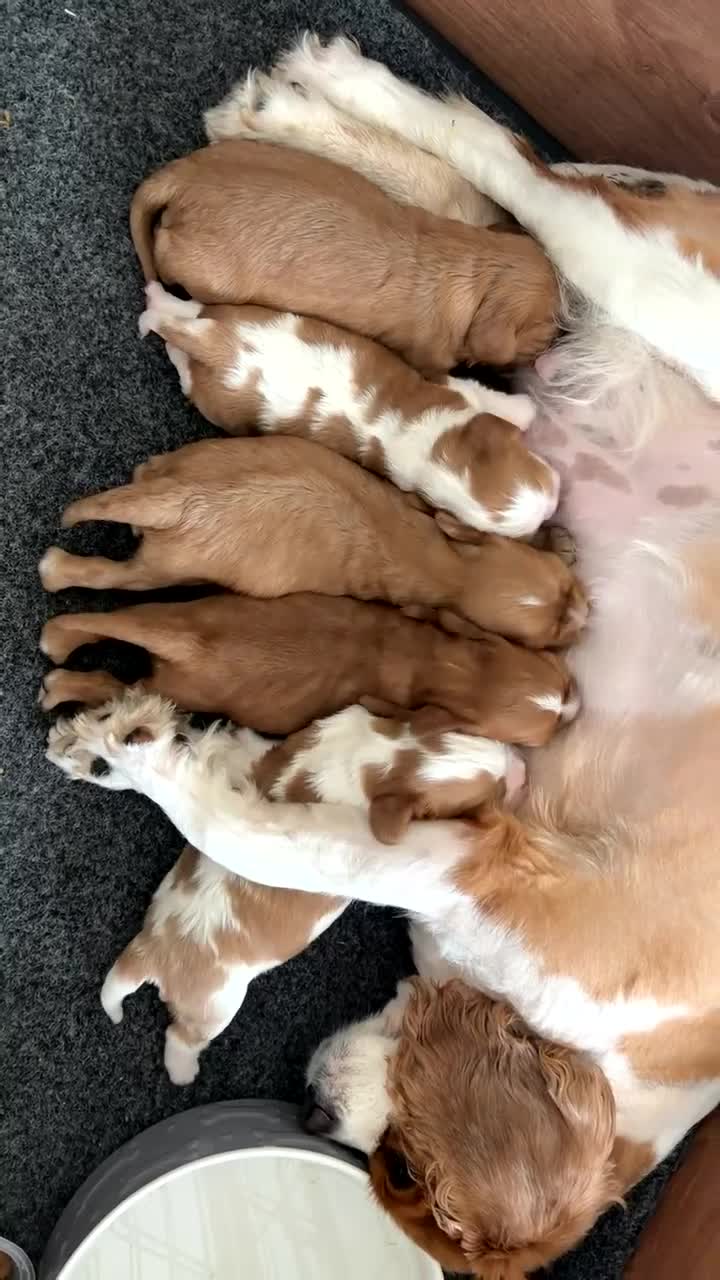 Cavalier King Charles Spaniel dogs for sale: Beautiful Cavalier King Charles puppies in Swansea - Video 2