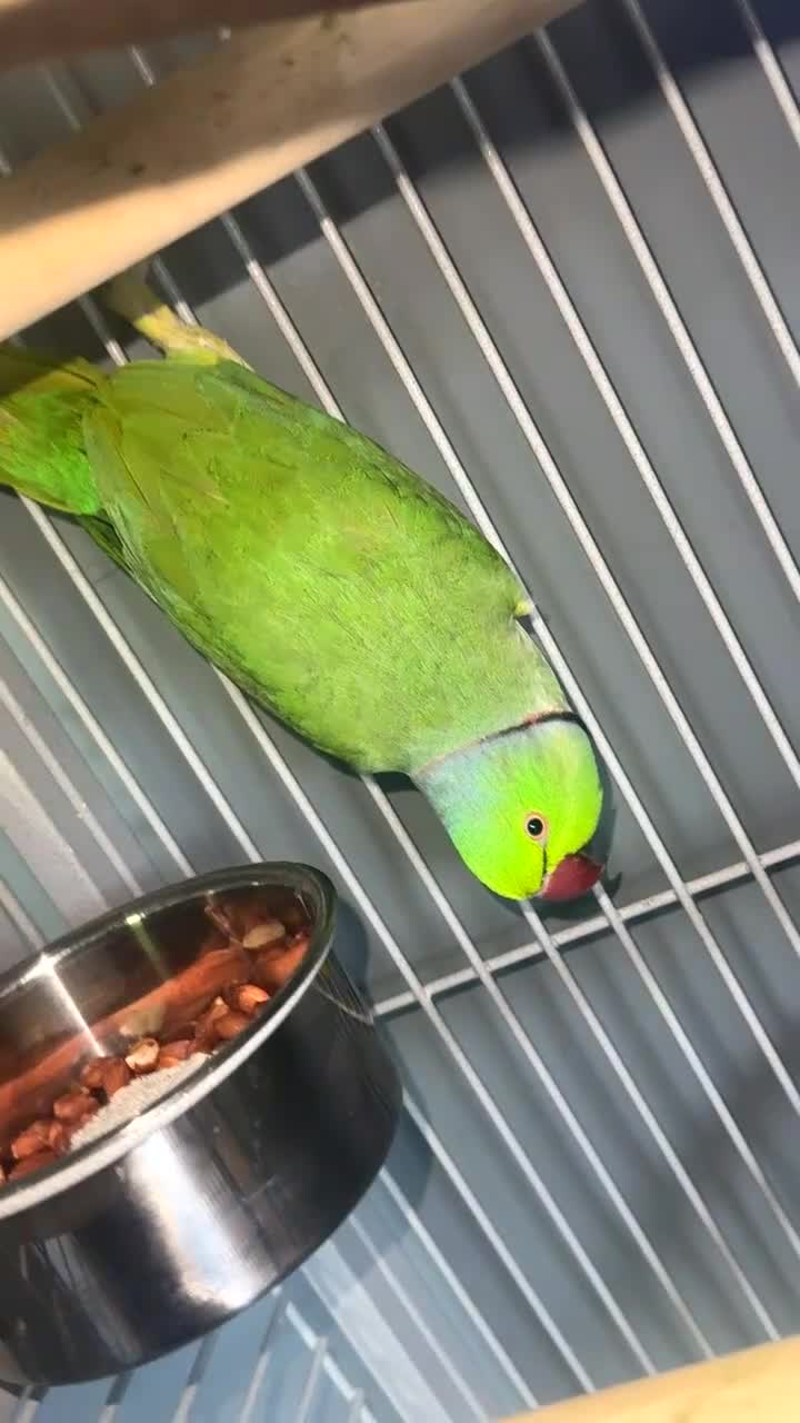 Ringnecks birds for sale: Indian ring neck male parrot  in Stoke-on-Trent - Video 2