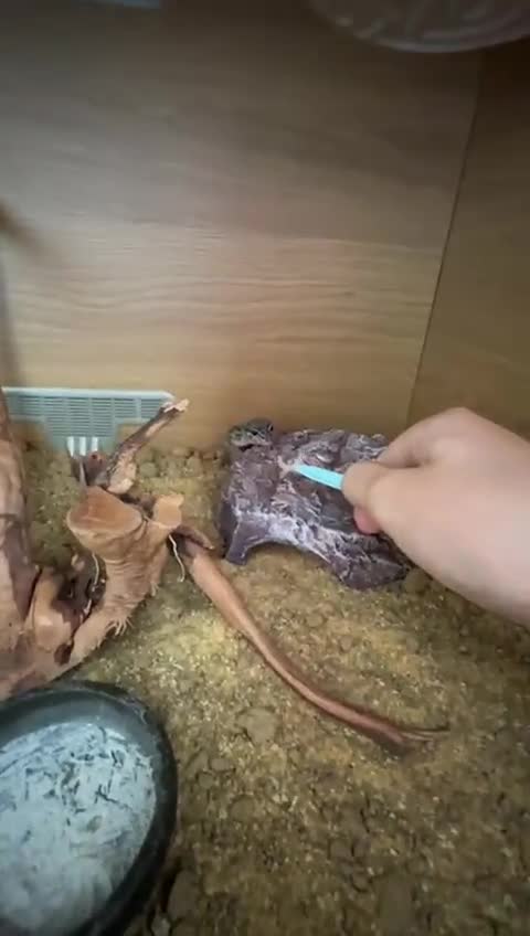 Gecko reptiles for sale: Lovely baby leopard gecko - Video 2