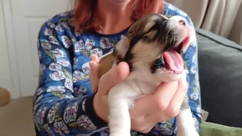 Havanese dogs for sale: Stunning KC registered Havanese puppies - Video 3