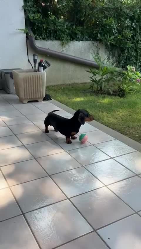 Dachshund dogs for stud: Malcolm - Video 4