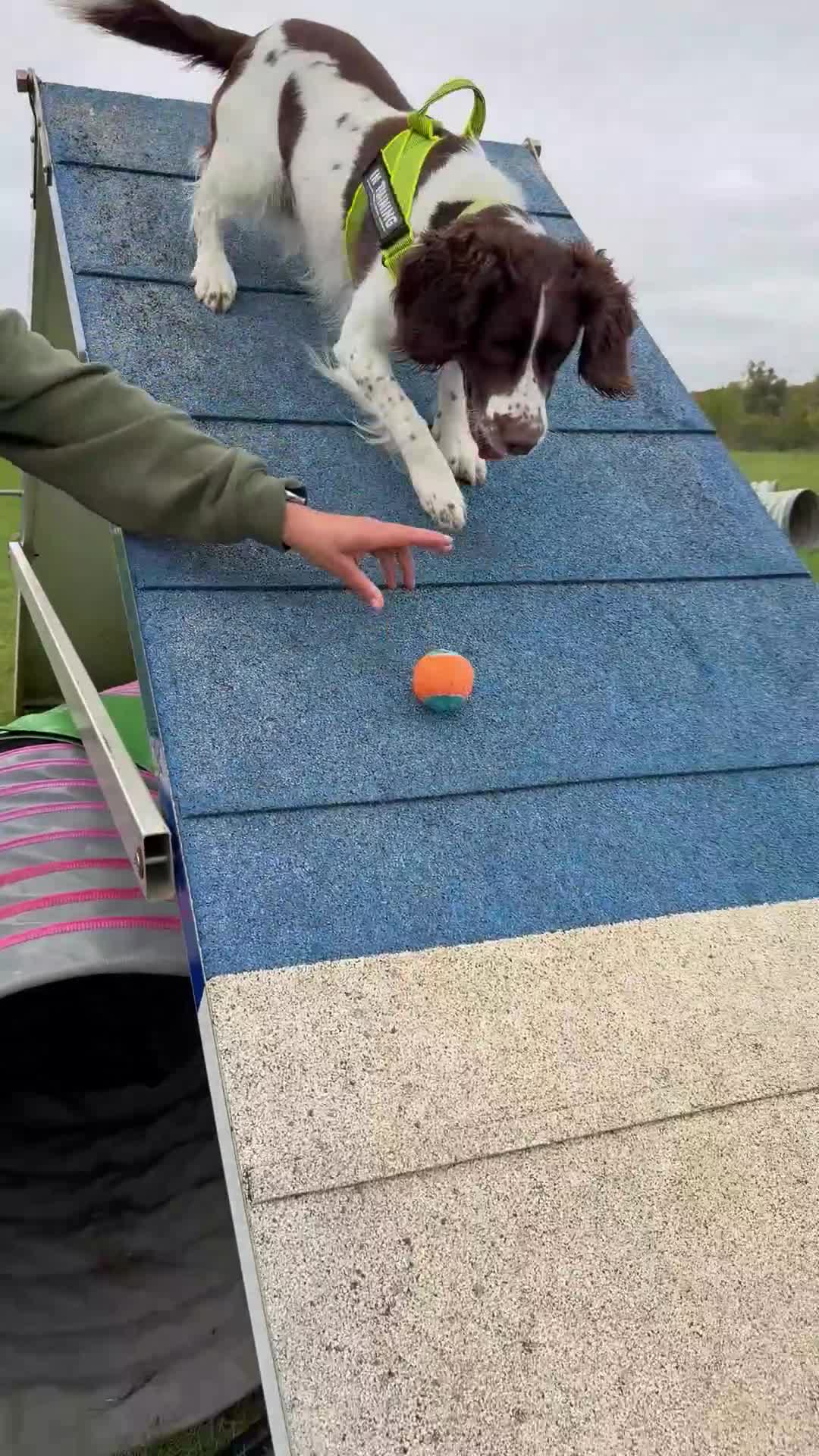 English Springer Spaniel dogs for stud: Springer spaniel Maccer for stud duties - Video 1