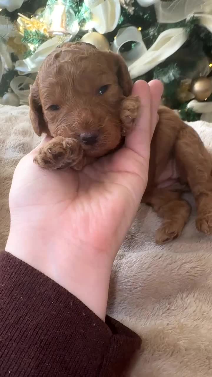 Cockapoo dogs for sale: Cockapoo puppy’s  - Video 3