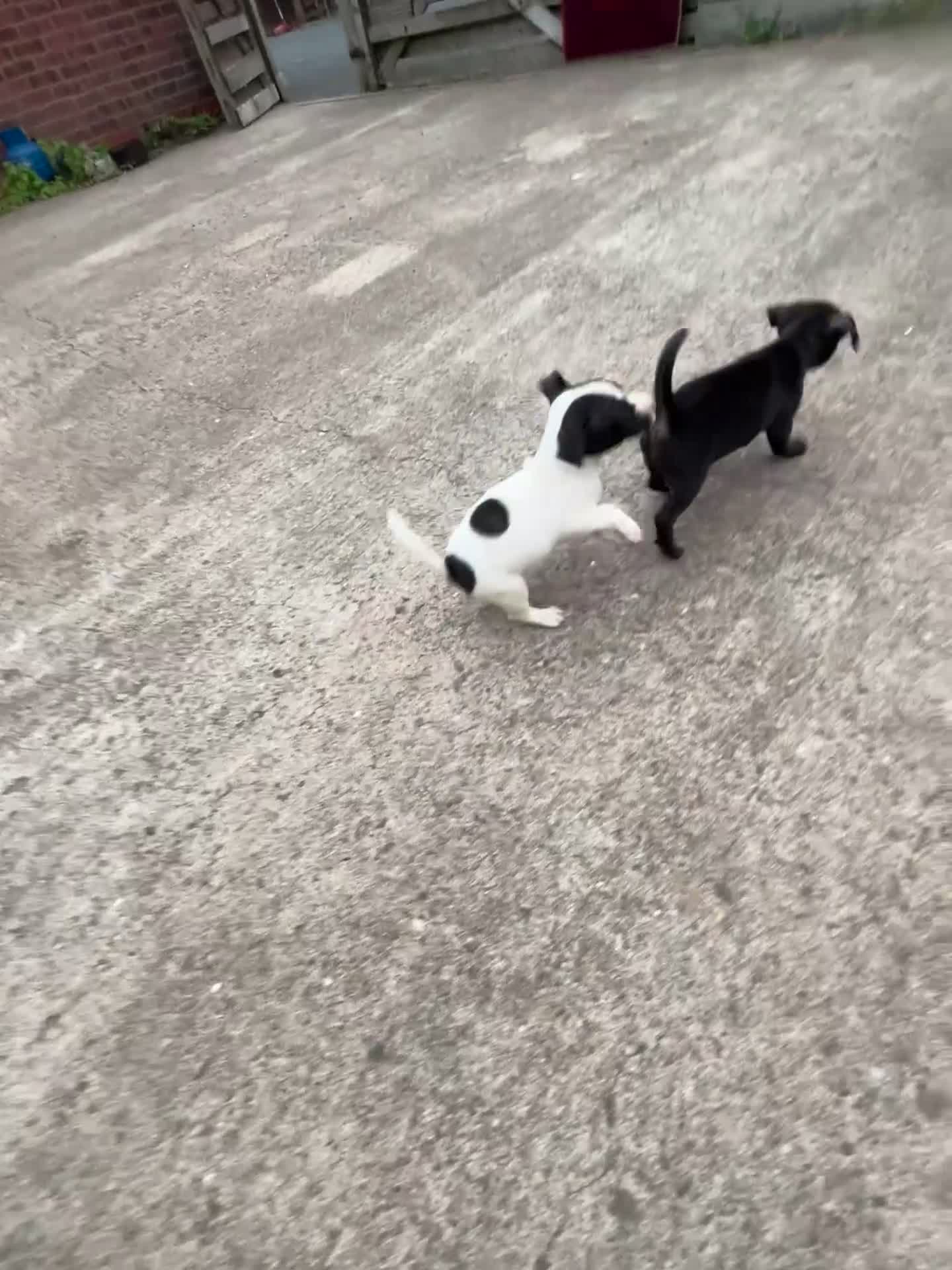 Jack Russell dogs for sale: 2 puppies for sales - Video 2