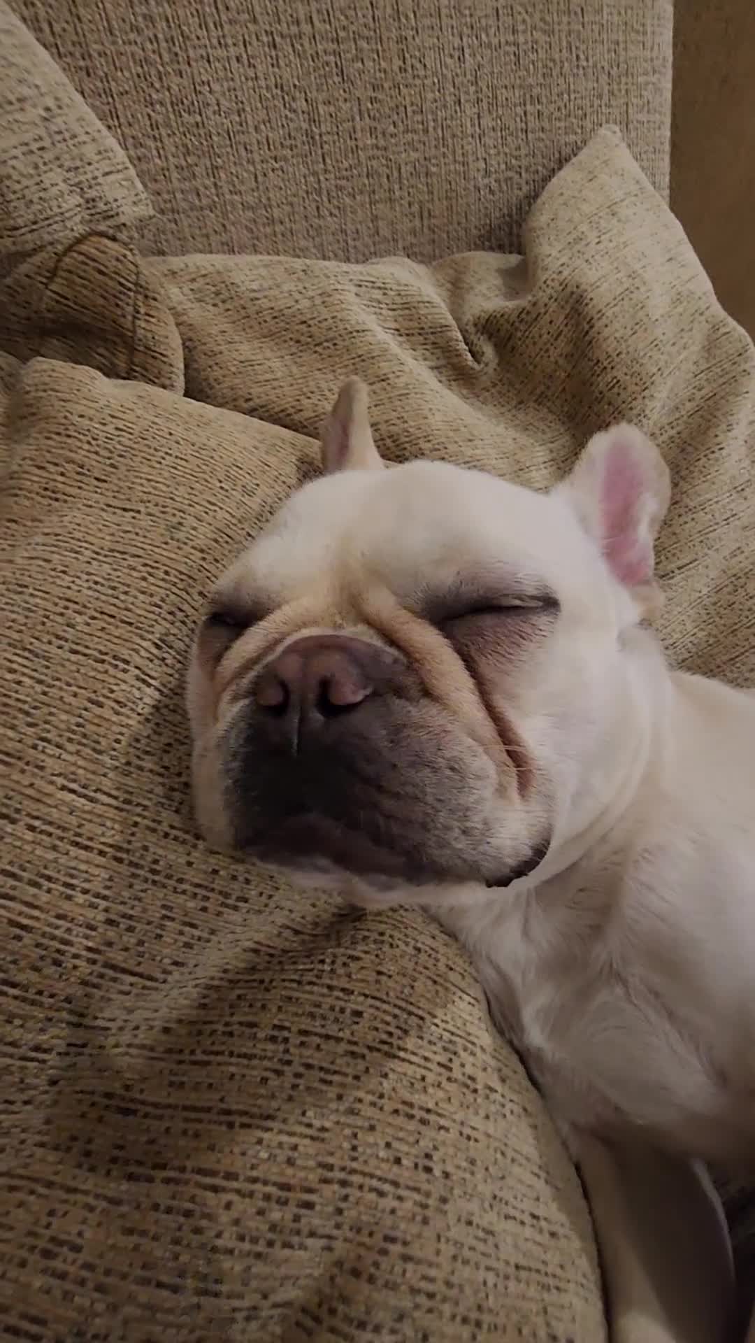 French Bulldog dogs for sale: Loving French Bulldog Looking For Suitable Home - Video 1