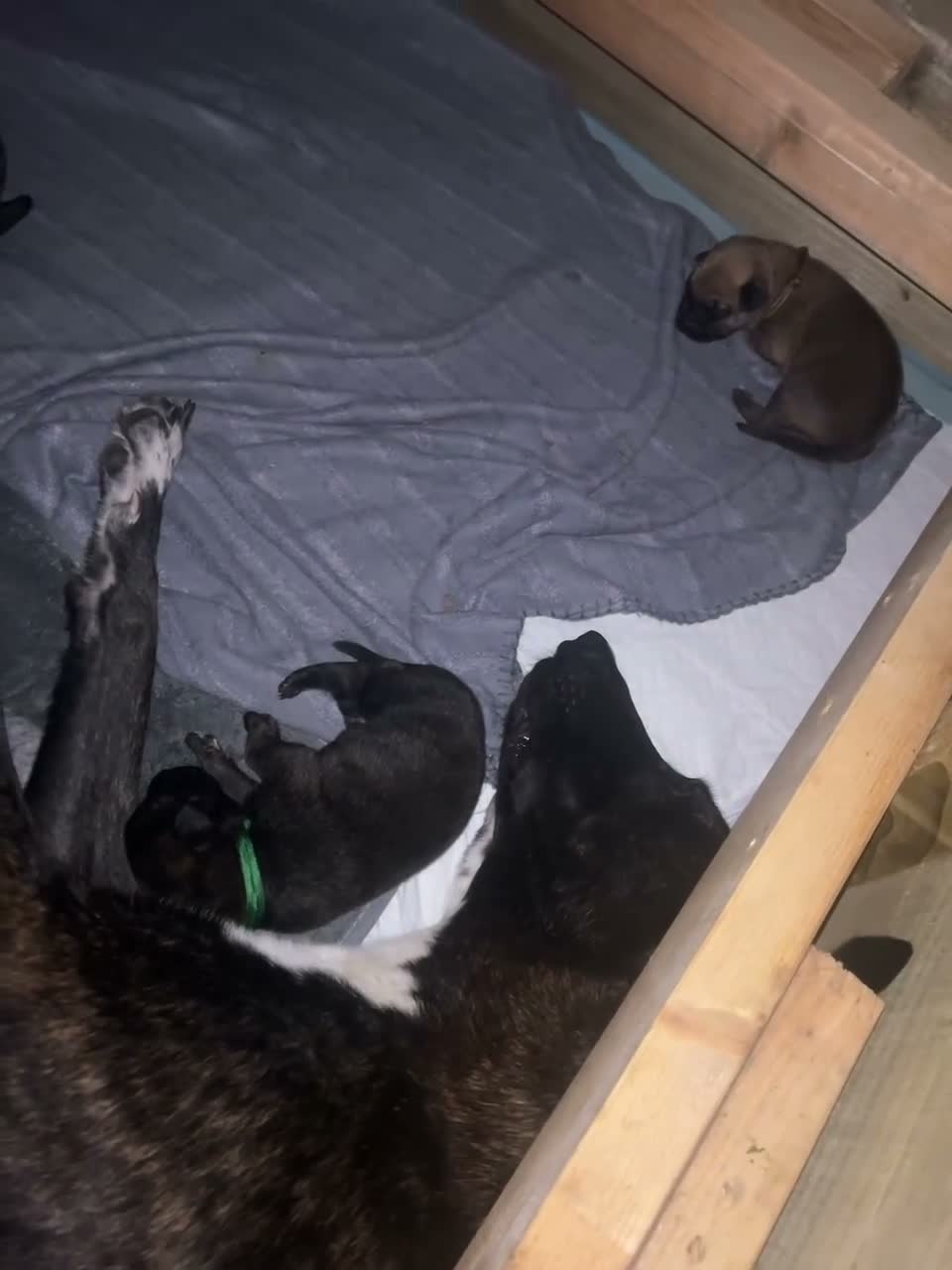 Mixed Breed dogs for sale: Belgian Malinois X  in Selkirk - Video 2