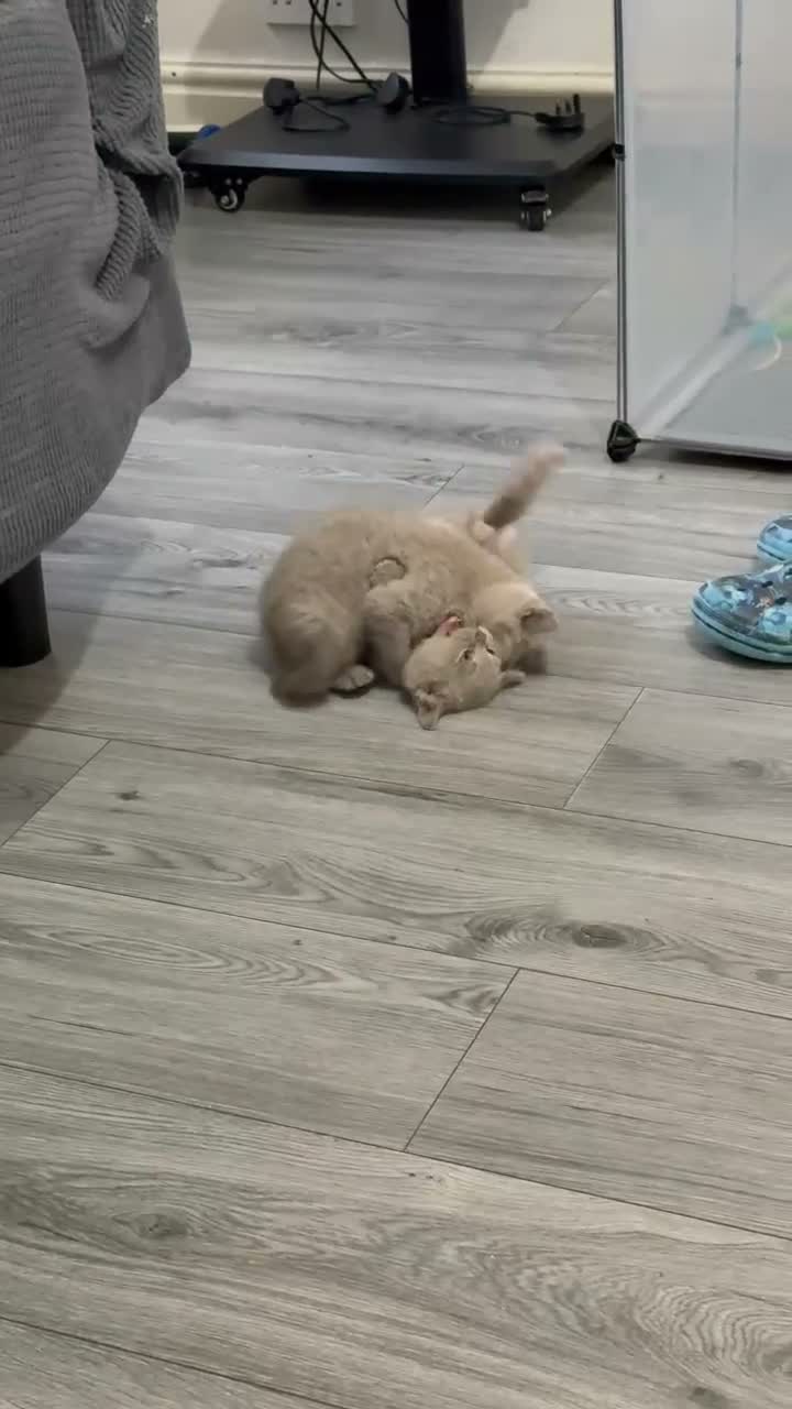British Shorthair cats for sale: British shorthair  - Video 2