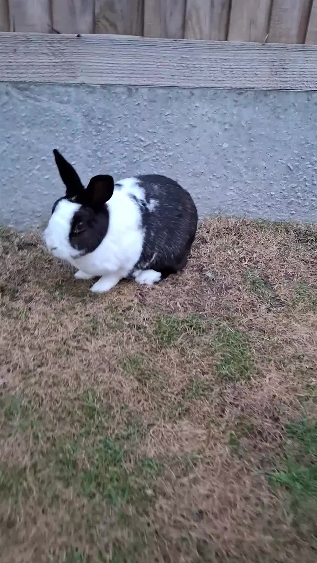 Netherland Dwarf rabbits for sale: Klompje (M) & Sapheiri (F) bonded couple. 7-8yrs in Bury Saint Edmunds - Video 4