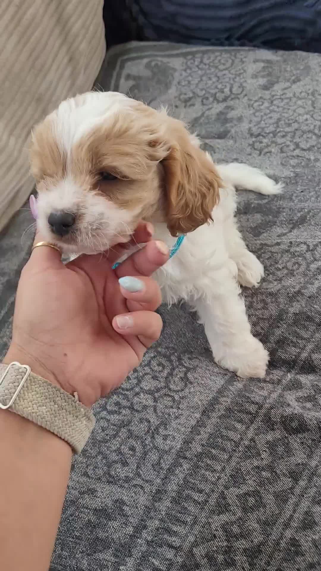 Mixed Breed dogs for sale: Gorgeous Cavapoochon Puppies - Video 2