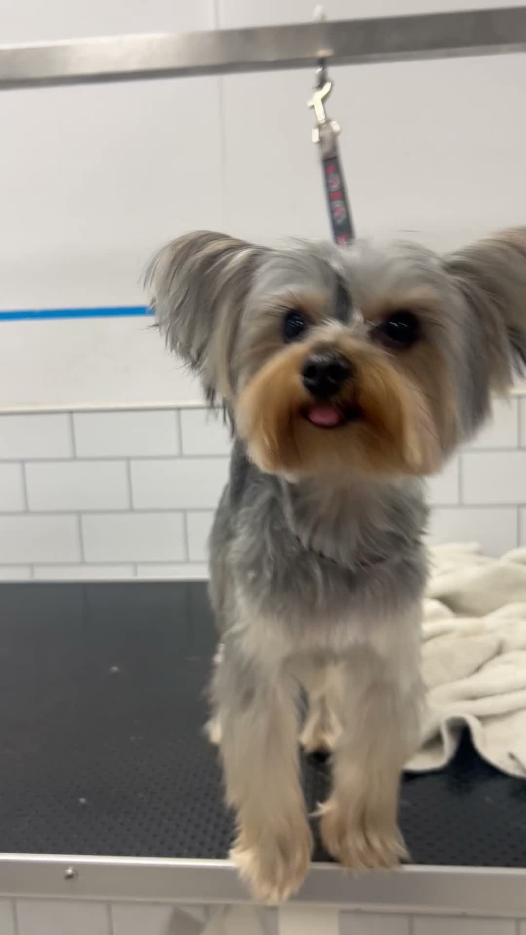 Yorkshire Terrier dogs for stud: Small Yorkie boy big personality  in High Wycombe - Video 2