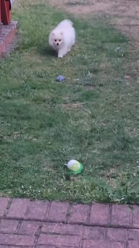 Pomeranian dogs for sale: Pomeranian gorgeous boy in Buckhurst Hill - Video 1