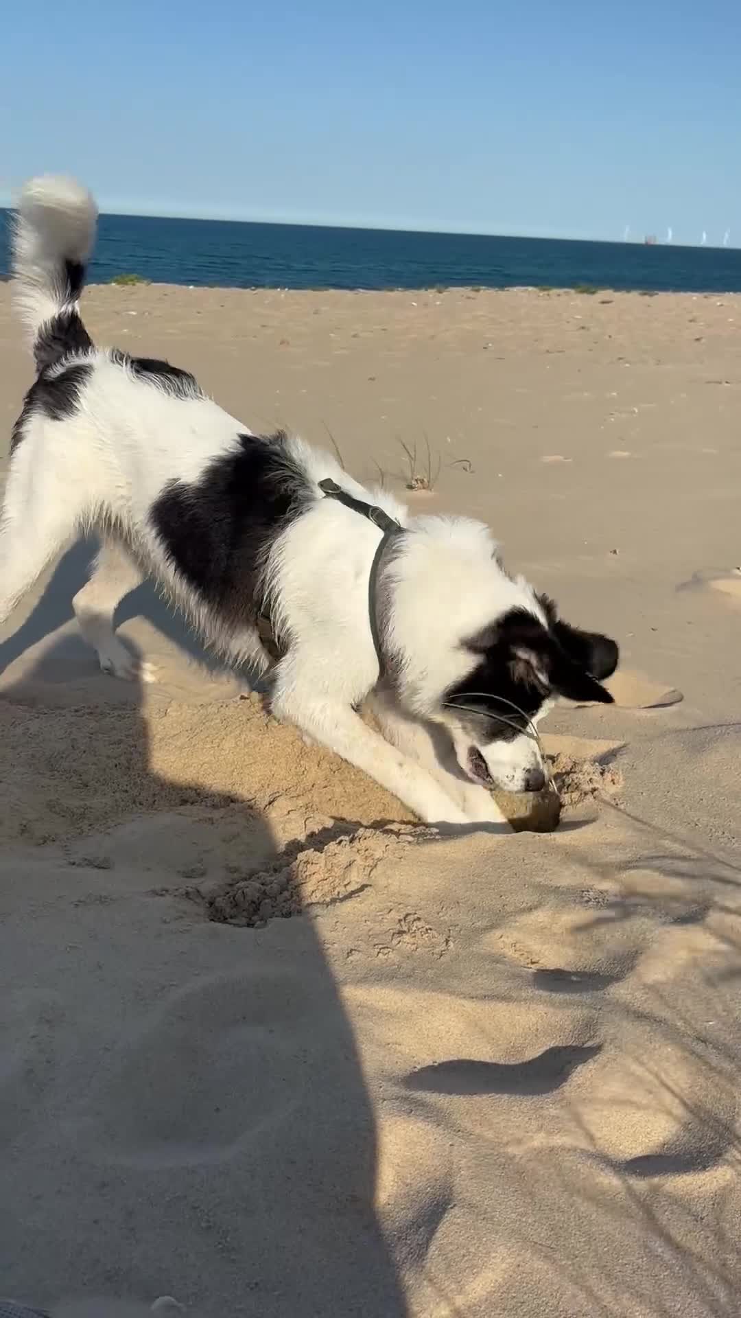 Mixed Breed dogs for sale: 13 Month Old - Marley❤️ - Video 1