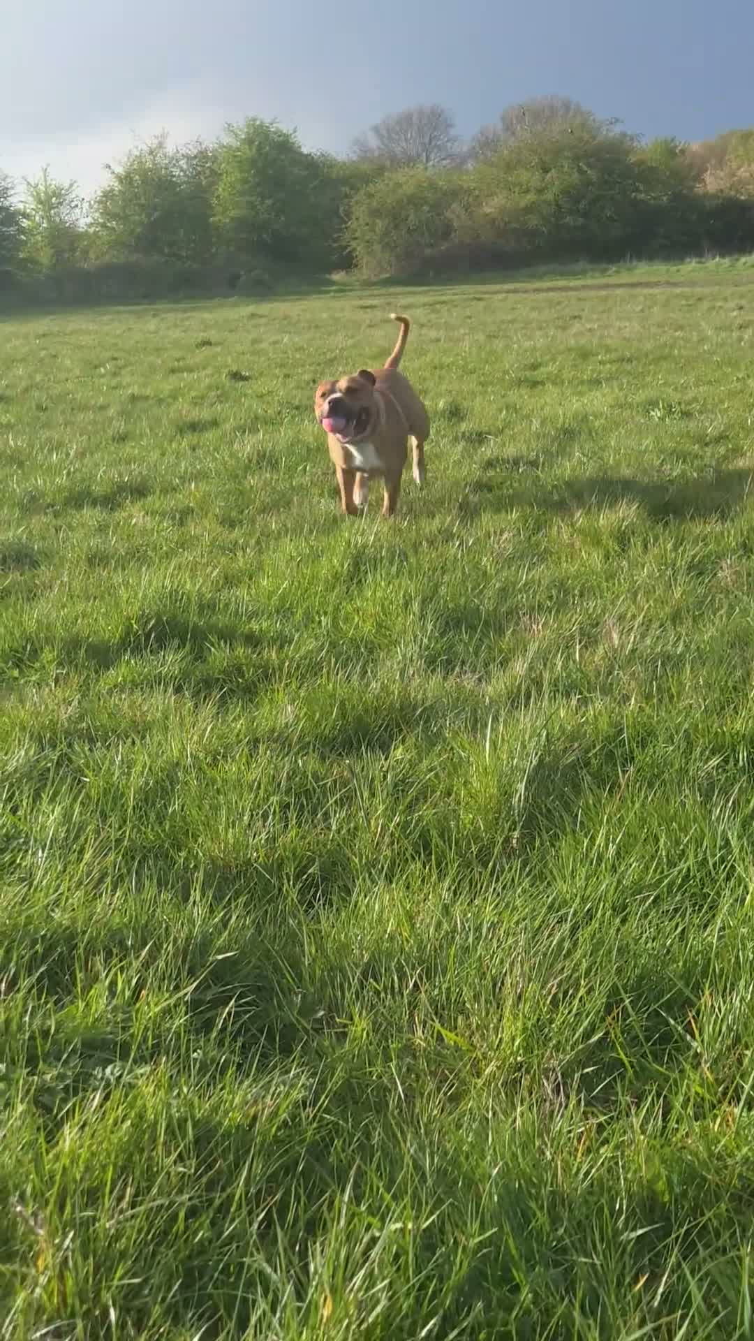 Staffordshire Bull Terrier dogs for stud: Staffordshire-bull-terrier for STUD - Video 1