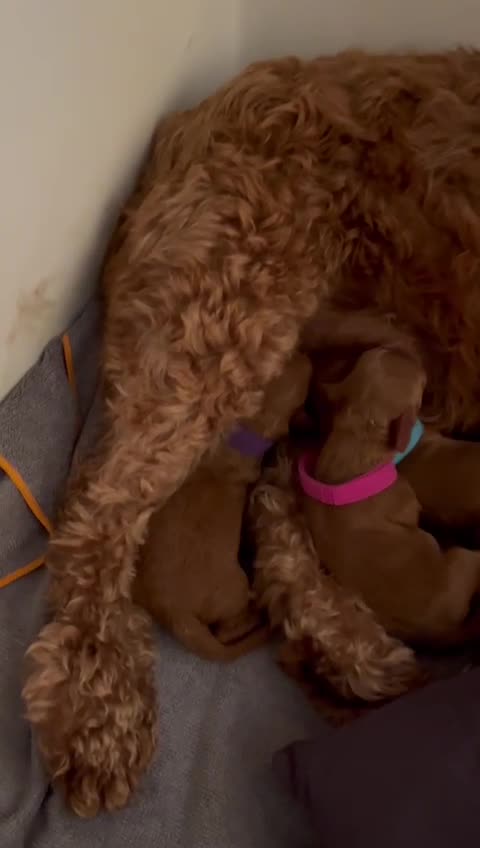 Cockapoo dogs for stud: F1 cocapoo for stud well Proven DNA clear in Bromley - Video 5